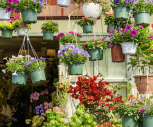 „Dżungla” na małym balkonie