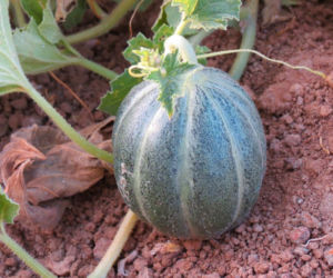 Melon