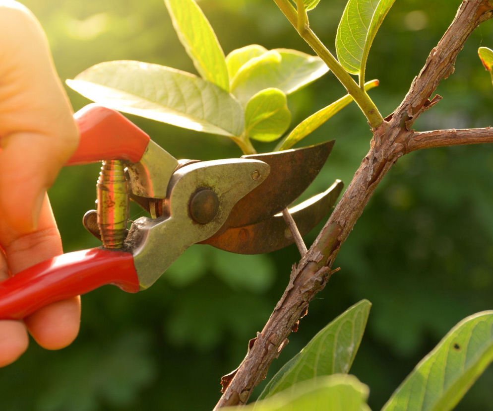 Unikaj tych 5 błędów przy cięciu roślin w ogrodzie!