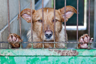Pilna kontrola w schronisku w Nowym Targu. Urząd wojewódzki przedstawił wyniki