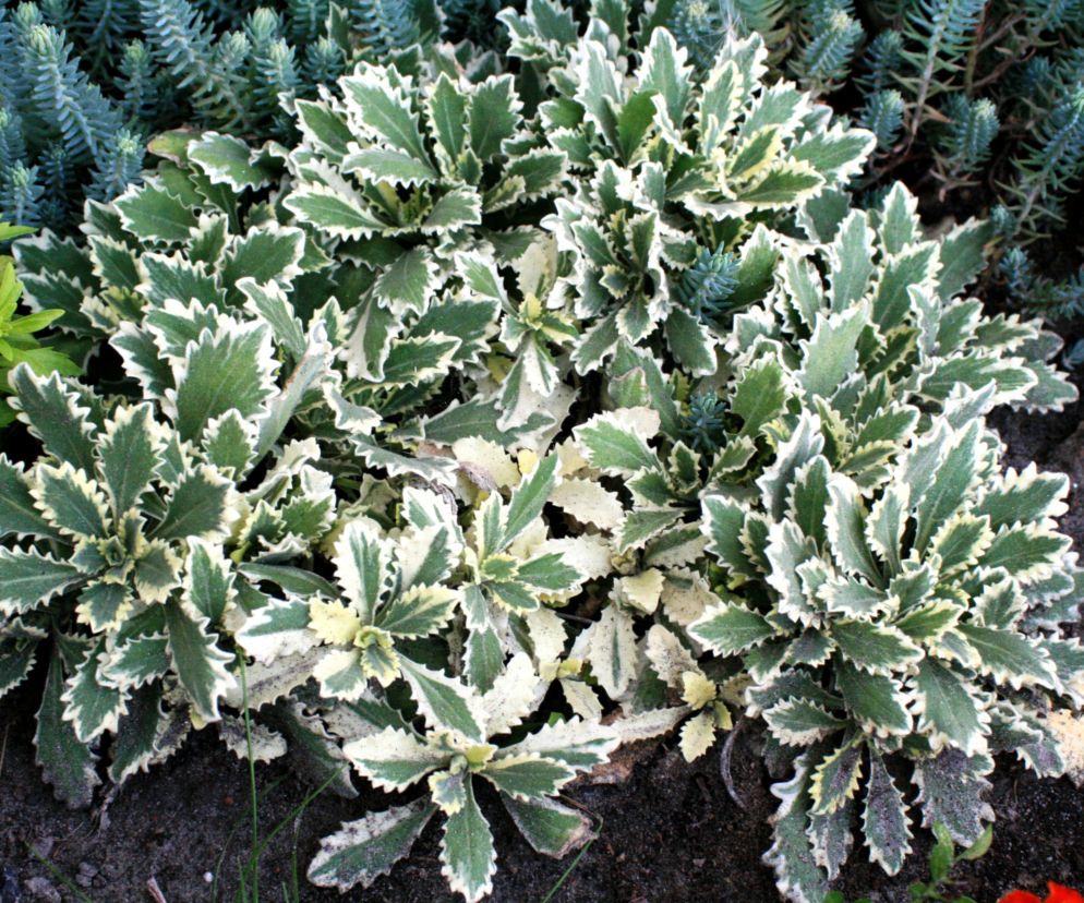 Gęsiówka wczesna 'Variegata'