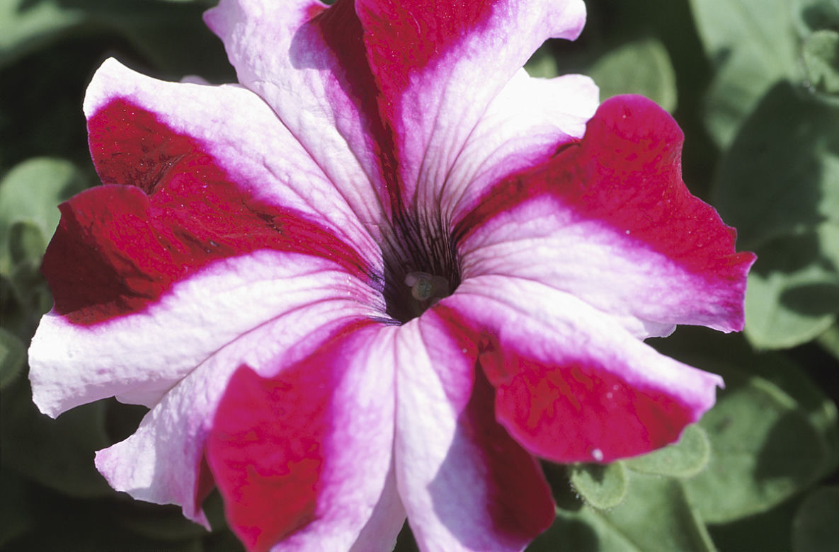 Petunia ogrodowa