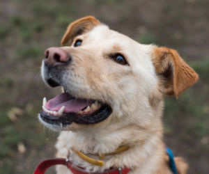 PIES DO ADOPCJI - Bella
