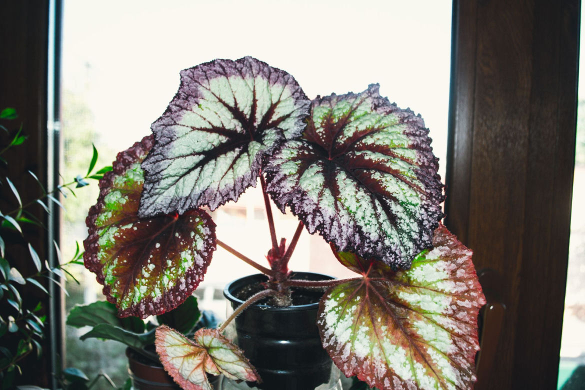 Begonia królewska