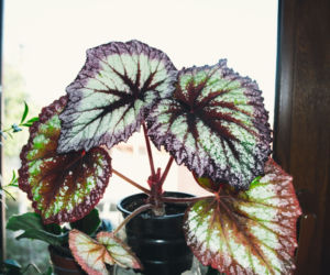 Begonia królewska