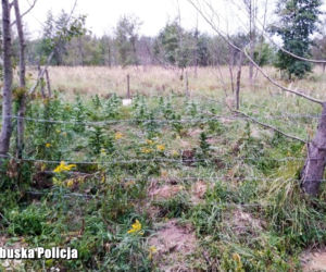 Plantacja konopi indyjskich pod Gubinem