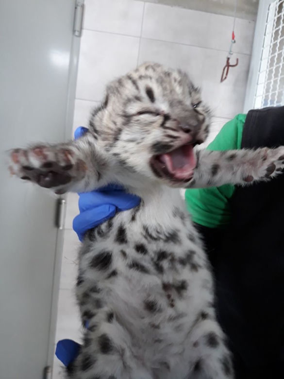 Kolejne narodziny w warszawskim zoo
