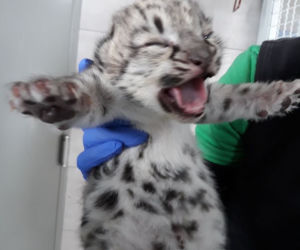 Kolejne narodziny w warszawskim zoo