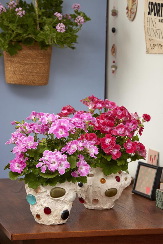 Pelargonia angielska