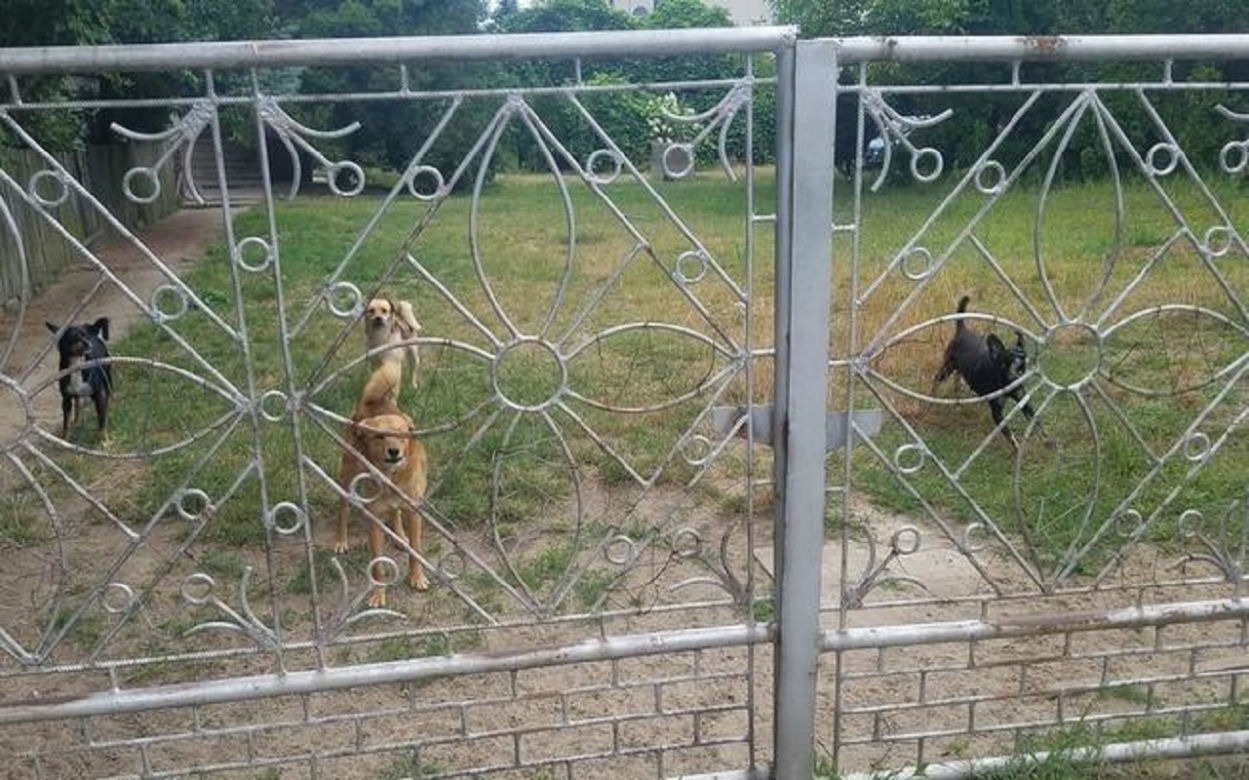 Makabra w Kolbuszowej: MARTWE psy i kilkadziesiąt wygłodzonych! [DRASTYCZNE ZDJĘCIA]