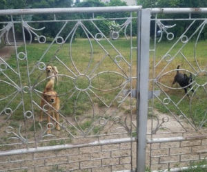 Makabra w Kolbuszowej: MARTWE psy i kilkadziesiąt wygłodzonych! [DRASTYCZNE ZDJĘCIA]
