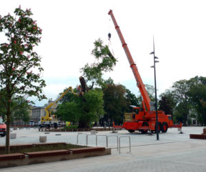 Baobab został wycięty