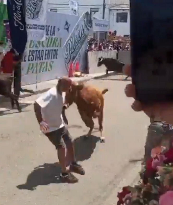 Szokujące sceny podczas gonitwy byków. Mężczyzna oszukał przeznaczenie