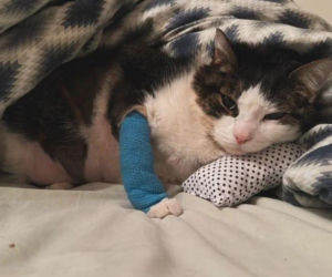 Te historie wyciskały łzy w 2025 roku. Bezsensowna śmierć, cierpienie zwierząt i niewytłumaczalna zbrodnia