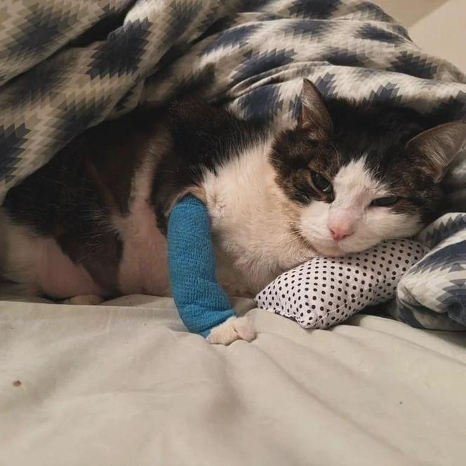 Kot Pandek zmaltretowany za kawałek boczku