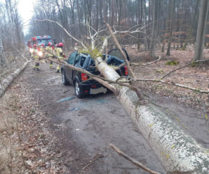 Trzcianka. Drzewo runęło na auto! Kierowca został ranny