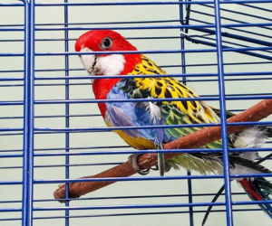 Kolorowe papugi przemycane w walizce! Jedna nie przeżyła transportu