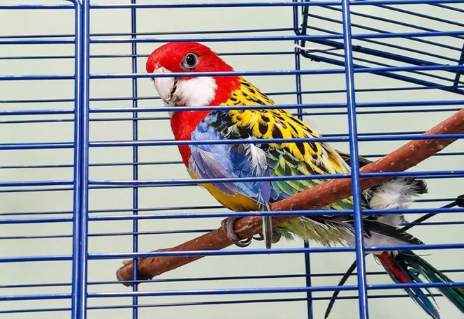 Kolorowe papugi przemycane w walizce! Jedna nie przeżyła transportu