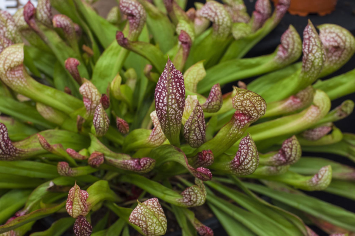 Kapturnica (Sarracenia)