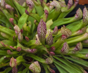Kapturnica (Sarracenia)