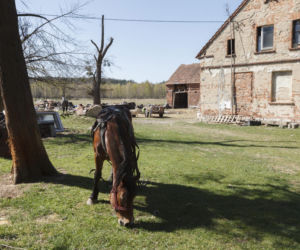 Konie i kozy terroryzują wioskę
