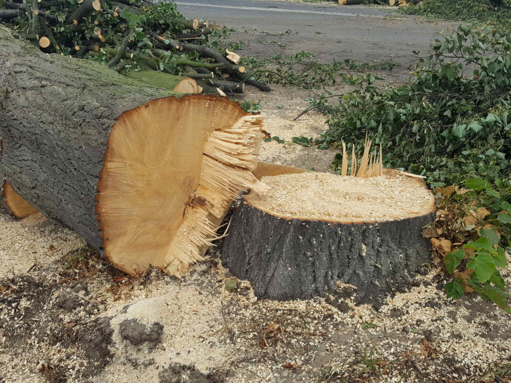 Były starsze od niejednego mieszkańca Leszna.  Z ul. Szybowników znikają dorodne lipy
