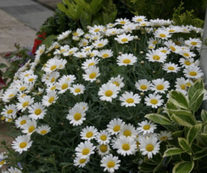 Argyranthemum