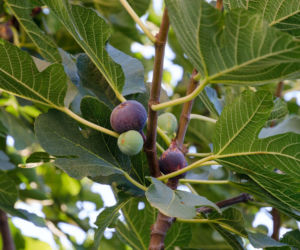 Czy figa w doniczce może zimować w ogrodzie? 