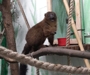 Oto nowi mieszkańcy ZOO w Poznaniu