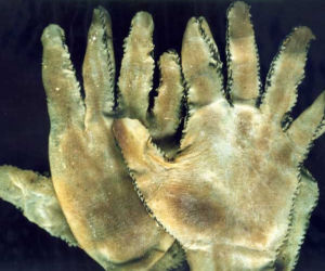 ED GEIN
