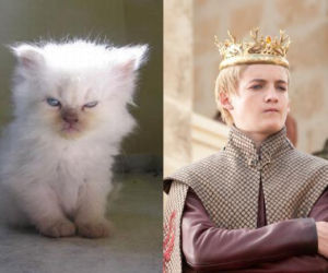 Aktorzy jako... KOTY! Podobni!