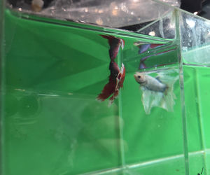 Egzotyczny świat zawitał do Bydgoszczy! Pająki i węże były na wyciągnięcie ręki