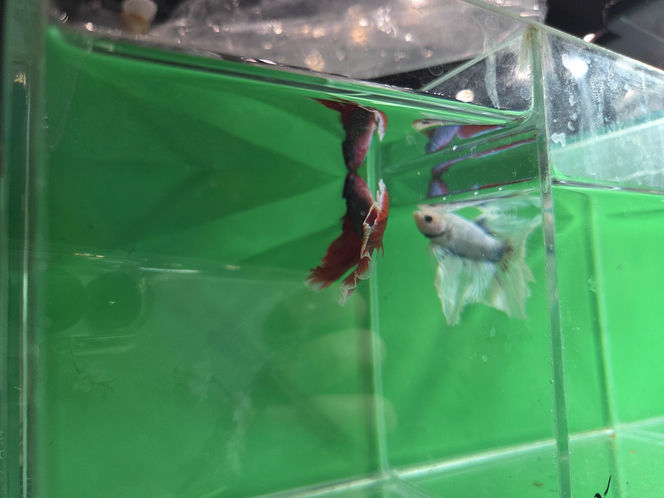 Egzotyczny świat zawitał do Bydgoszczy! Pająki i węże były na wyciągnięcie ręki