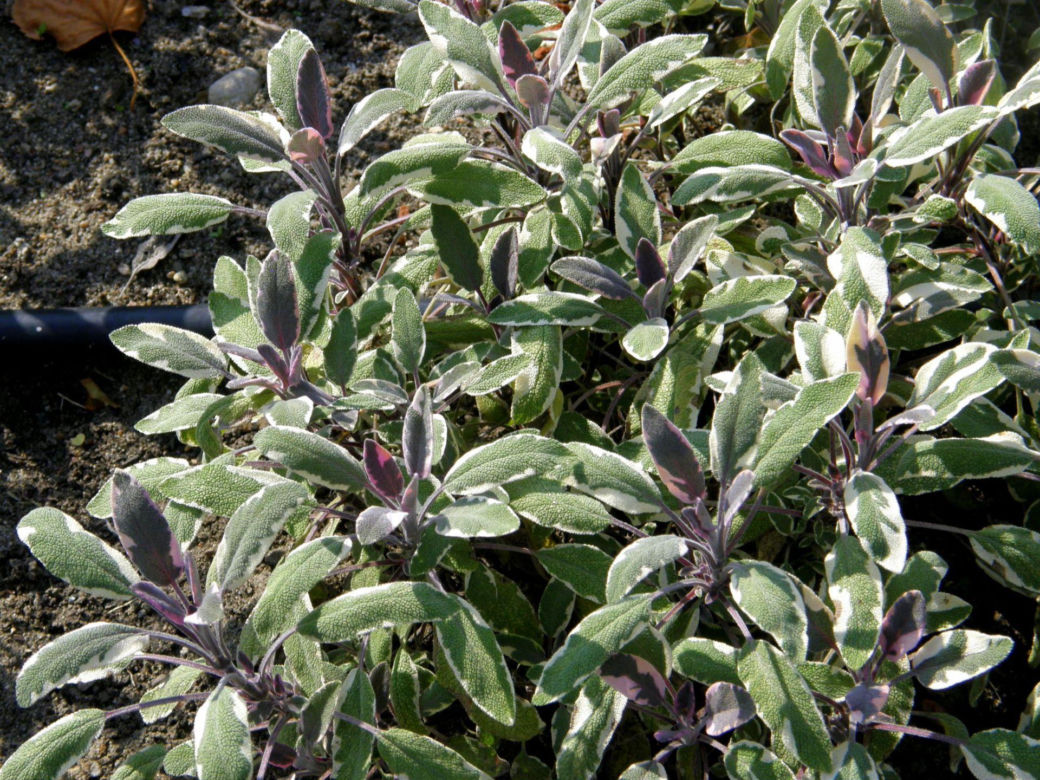 Szałwia lekarska 'Tricolor'