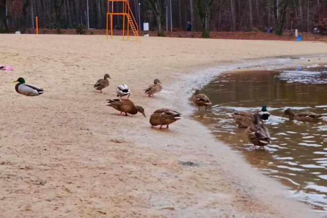 Szczecińskie morsy powitały 2026 rok