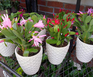 Grudnik - kwiat na Boże Narodzenie