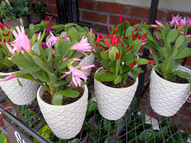 Grudnik - kwiat na Boże Narodzenie