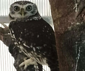 Odkryli to podczas kontroli na granicy. Chciał przemycić żywą sowę 