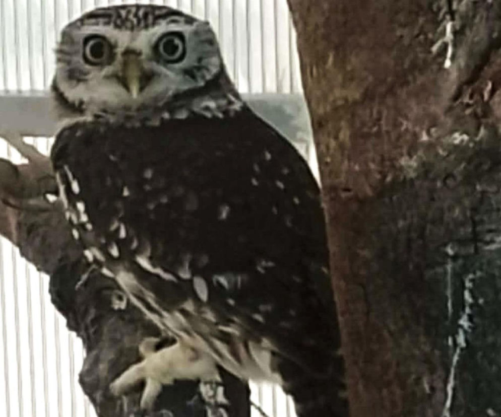 Odkryli to podczas kontroli na granicy. Chciał przemycić żywą sowę