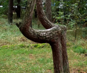 Krzywy Las pod Gryfinem