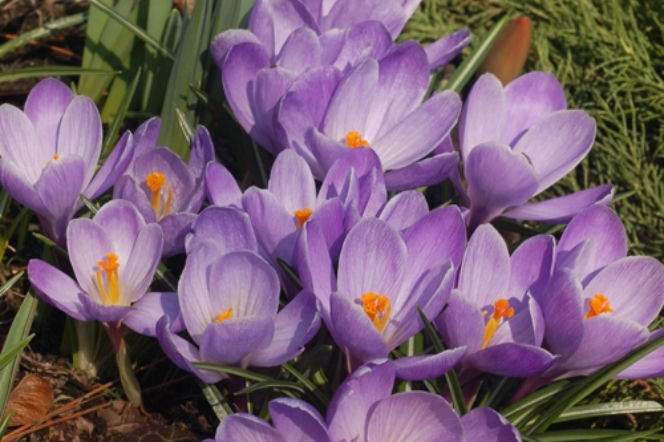 Galeria: Krokus Remembrance