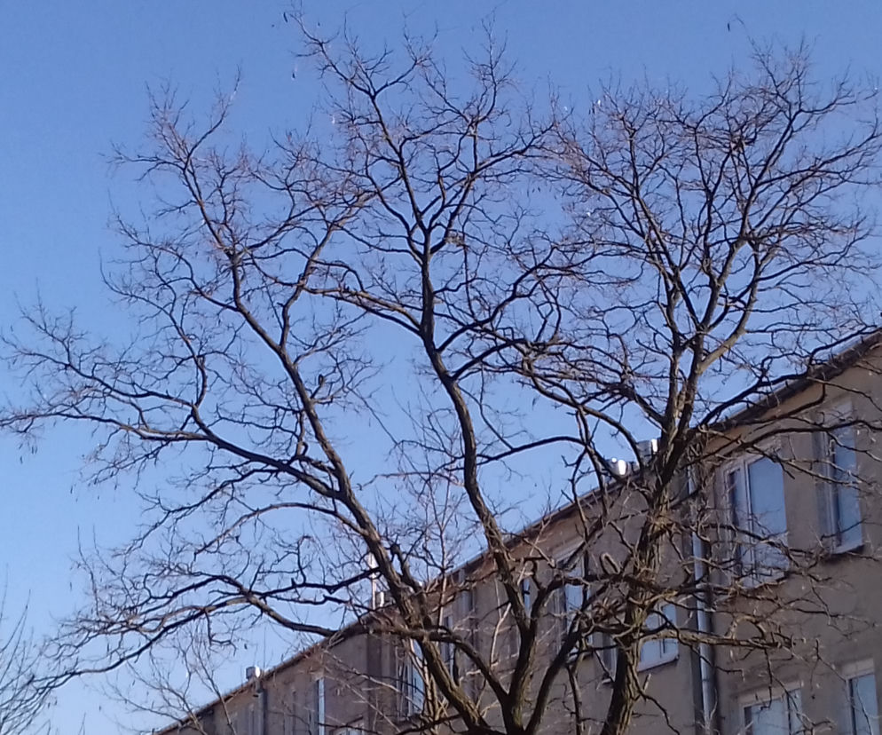 Uwaga na silny wiatr