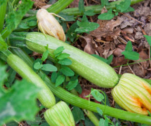 Cukinia