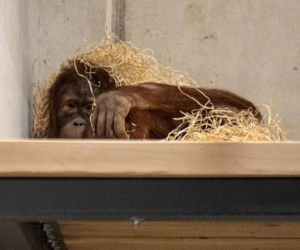 Orangutany nowymi mieszkańcami łódzkiego Orientarium