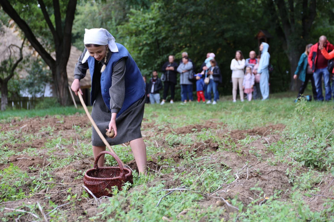 Wykopki kartoflane 2023 w lubelskim skansenie