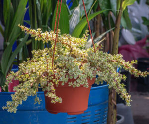 Portulacaria afra