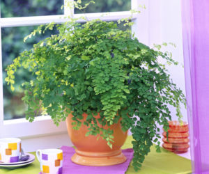 Adiantum