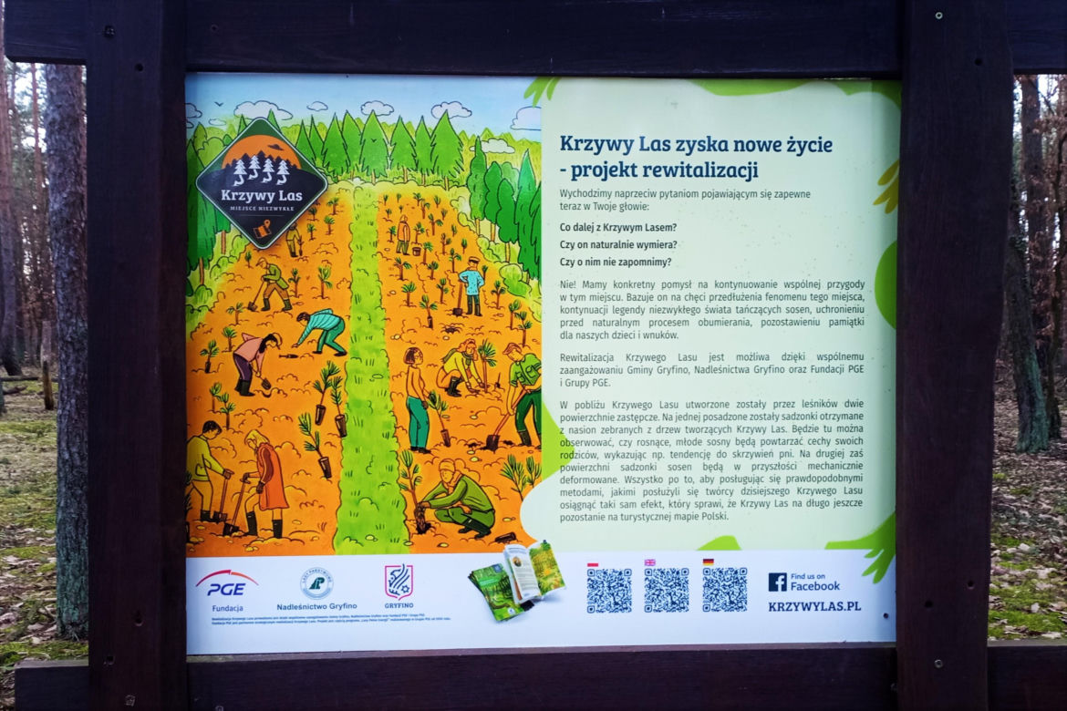 Krzywy Las pod Gryfinem