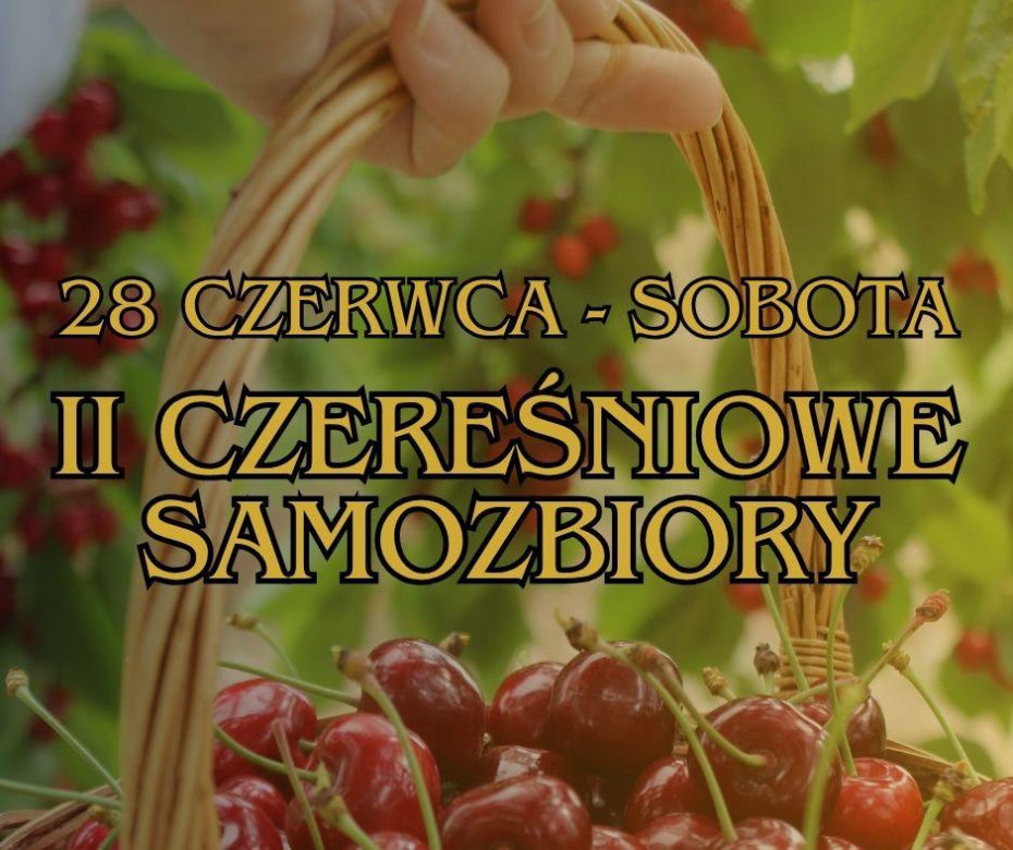 Czereśnie na farmie Jabusko w Świętokrzyskiem