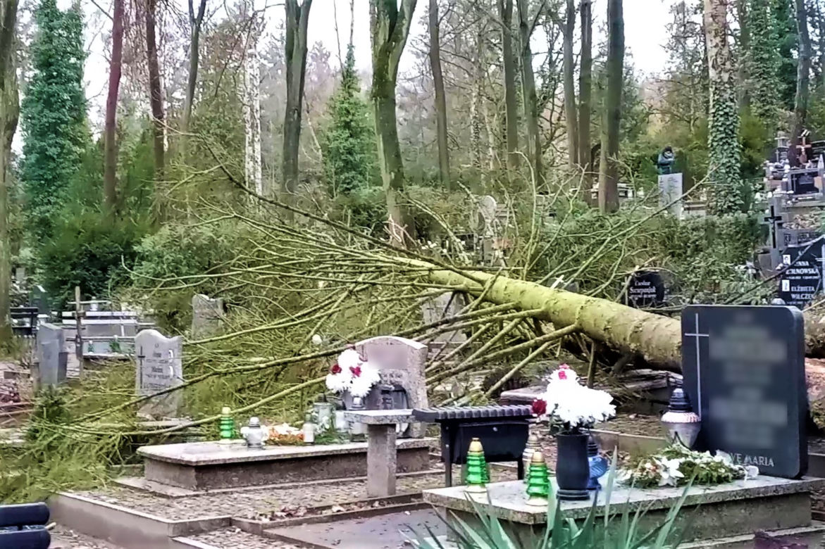 Powalone drzewo na Cmentarzu Centralnym w Szczecinie